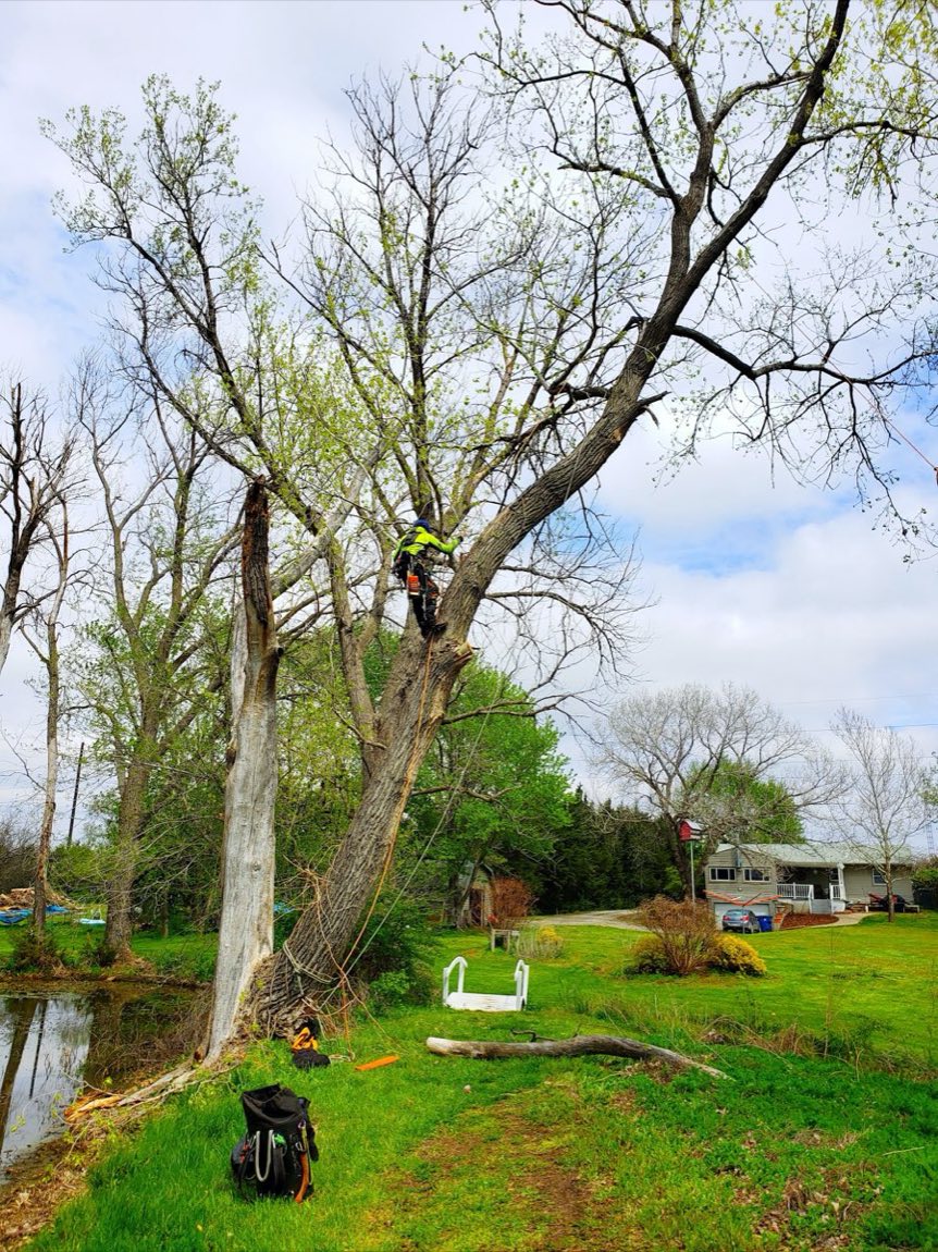 McCune Tree Service climber in a harness working high in a large tree over a pond