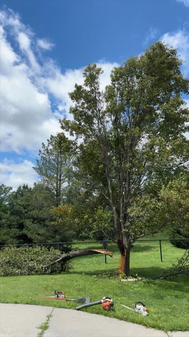 Large tree being taken down section by section, with cut limbs on the lawn and McCune's saws staged